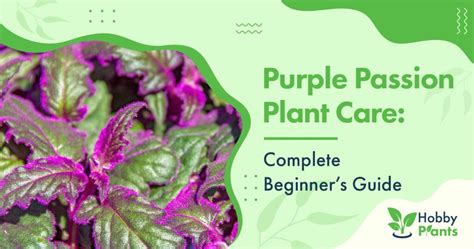 Purple Passion Plant Care: [Complete Beginner's Guide]