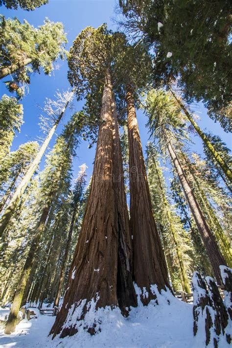 Sequoia Tree in Sequoia National Park during Winter, California Stock Photo - Image of stability ...