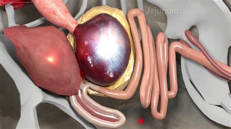 Avian Physiology----Digestive System - YouTube