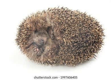 2,205 Hedgehog sleeping Images, Stock Photos & Vectors | Shutterstock