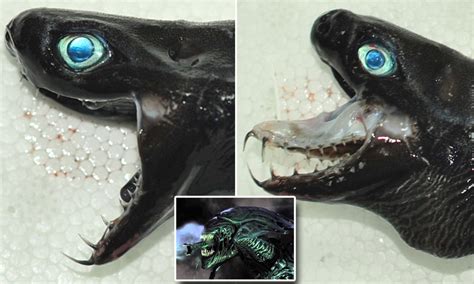 Scientists Capture Rare VIPER Shark with Extendable Jaws like 'The Alien' Monster, page 1