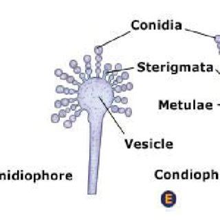 Life cycle of Penicillium sp. | Download Scientific Diagram