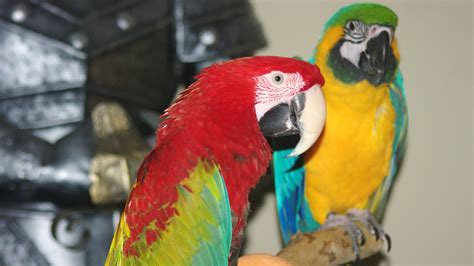 Macaw Parrot | HD Wallpapers (High Definition) | Free Background