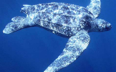 Leatherback turtle nest numbers way down - Asociación CREMA