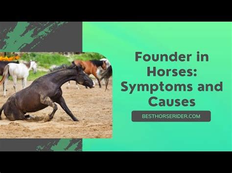 Founder in Horses. Symptoms and Causes - YouTube