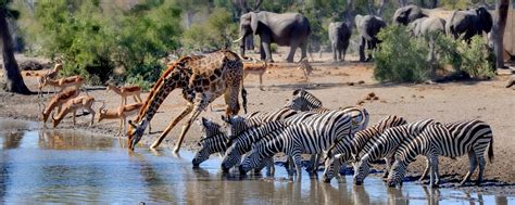 Wildlife in Kruger: What Animals Will You See On Safari?