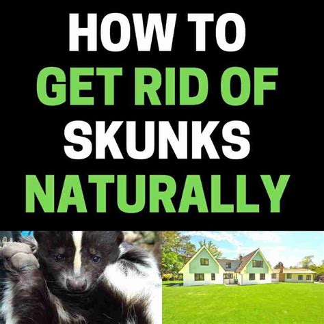 How to Get Rid of Skunks Naturally (Complete DIY Guide) | BugWiz Skunk Repellent, Repellent Diy ...