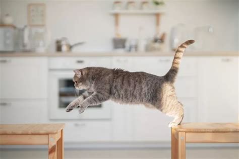 Why Does My Cat Jump and Should I Be Concerned in Dyer, IN? - Dyer ...