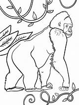 Printable Gorilla coloring Page  Download Print Or Color Online For Free sketch template