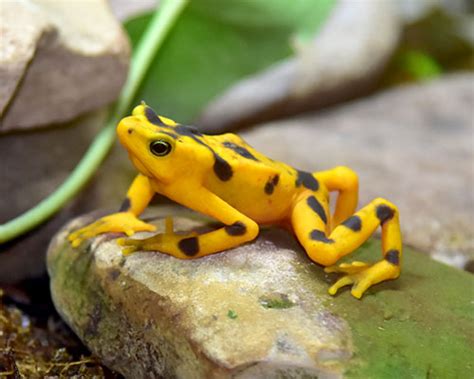 Panamanian Golden Frog | Seneca Park Zoo