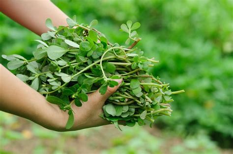 Kulfa / Purslane Cultivation in Pakistan - قلفہ کی کاشت - fasalbachao.com