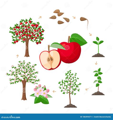 Apple Tree Life Cycle from Seeds To Ripe Red Apples, Tree Growing from the Soil Infographic ...