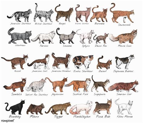 Our Designer Just Illustrated Different Types Of Cat Breeds And We Are ...