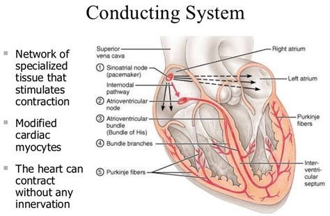 Purkinje Fibers : Anatomy, Location & Function - Anatomy Info