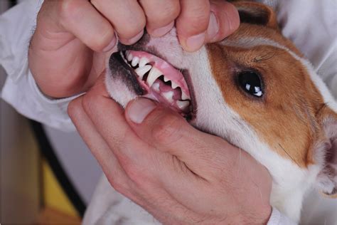 10 Tips To Help Prevent And Treat Dental Disease In Dogs