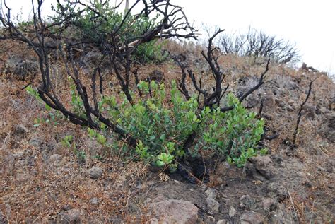 Lemonadeberry - Native Plants - CSU Channel Islands