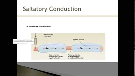 Saltatory Conduction - YouTube