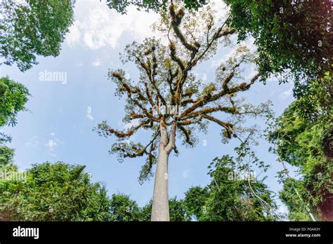 Mayan Ceiba tree, Tikal, Guatemala Stock Photo - Alamy