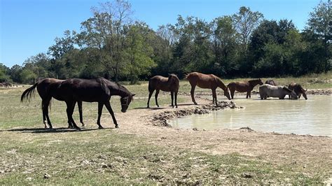 What Is The Best Horse Fencing: Wood Board Or Woven Wire?