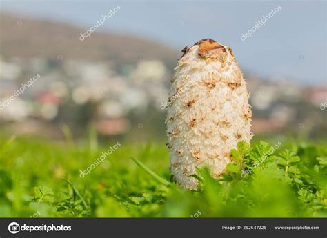 Shaggy Mane Wild edible mushroom growing in a country meadow Stock ...