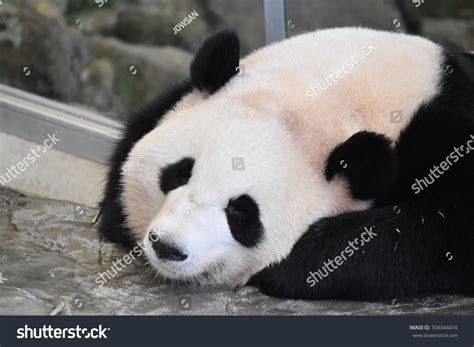 Sleeping Panda Stock Photo 704344474 | Shutterstock