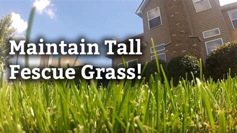 Identifying and Maintaining Tall Fescue Grass l Expert Lawn Care Tips - YouTube