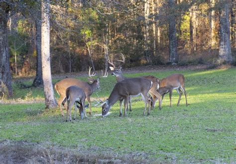 Deer Park - Washington County Alabama