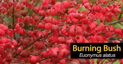 Burning Bush Plant: [HOW TO] Grow And Care For Euonymus Alatus