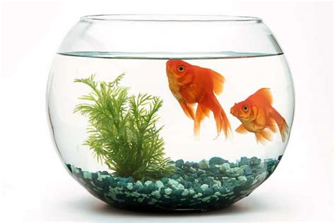 The 6 Most Expensive Pet Fish to Insure and Why - A-Z Animals