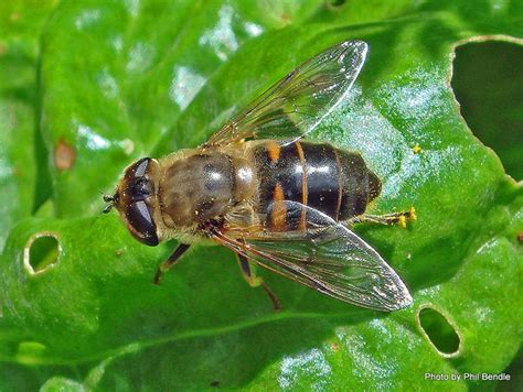 Eristalis tenax - Alchetron, The Free Social Encyclopedia