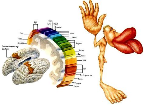 The sense of touch - Evolution, Morphology and Exobiology - Science Forums