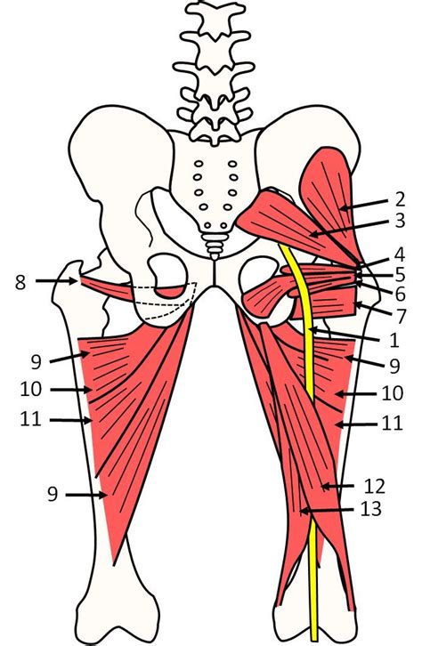 anatomy pelvis sciatic nerve piriformis muscle | Human muscle anatomy ...