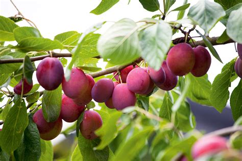 How to plant fruit trees: an expert guide | Homes & Gardens