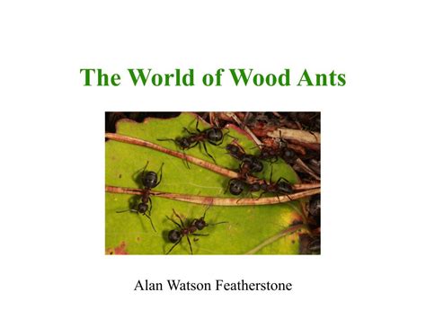 The World of Wood Ants