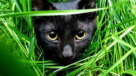 Premium Photo | Portrait of black cat