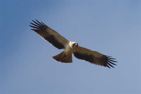 Booted Eagle (Hieraaetus Pennatus) in Flight » Focusing on Wildlife