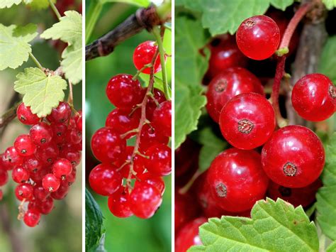 Lingonberry: The Health Benefits of Lingonberries You'd Want to Know