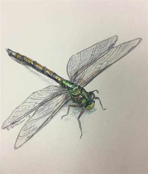 Dragonfly Drawing by Sandy Cotton Goranson - Pixels