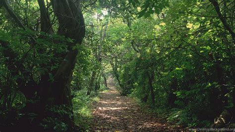 Dry Leaves Covered Path Between Trees Covered Jungle 4K HD Jungle Wallpapers | HD Wallpapers ...