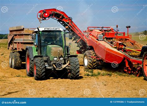 Potato Harvest stock photo. Image of agriculture, potatoes - 13799586