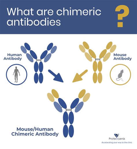 What are chimeric antibodies?