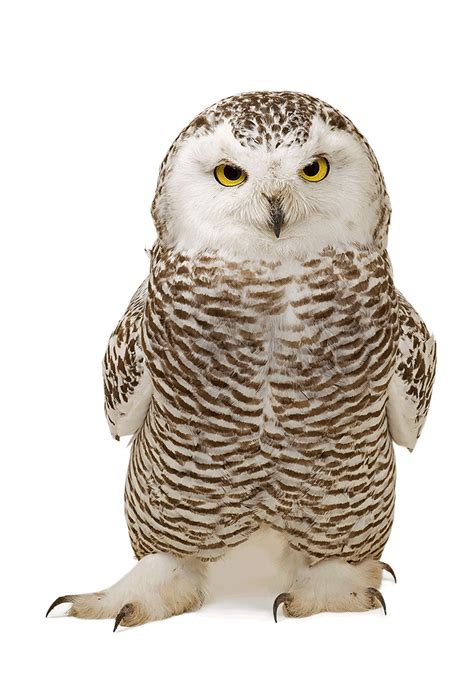 There Were 6,000 Animals We Could’ve Featured on the Cover—How We Chose 10. | Animals, Owl bird ...