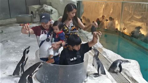 Manila Ocean Park - Feeding The Penguins - YouTube