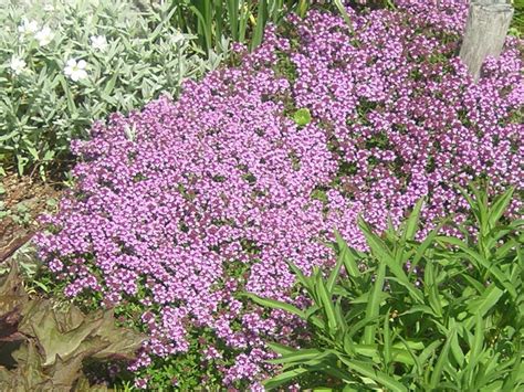 9 Drought-Tolerant Ground Covers for Shade | INSTALL-IT-DIRECT