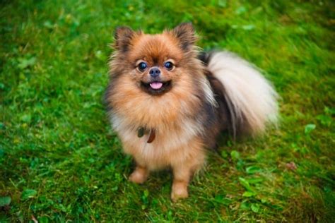 Is the lovable Shih Tzu Pomeranian mix the right pet for you? - K9 Web