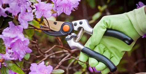 How to Prune and Trim Bushes and Shrubs | Eden Lawn Care and Snow Removal