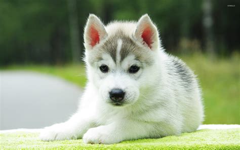 Husky puppy wallpaper - Animal wallpapers - #18220