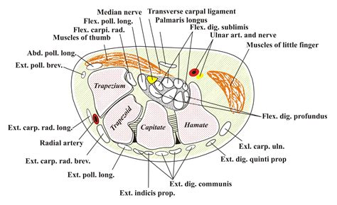 Carpal Tunnel Treatment: Oakville Shockwave Acupuncture