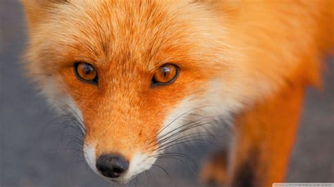 Angry Fox Wallpapers - 4k, HD Angry Fox Backgrounds on WallpaperBat