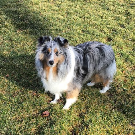 blue merle sheltie | My boys | Pinterest | Shetland sheepdog, Fur babies and Dog